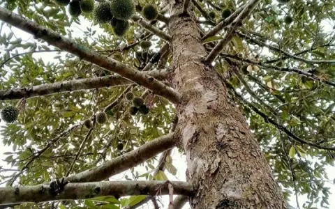 Tanah Ladang Limau Mungkur Dusun Batuk Tah Tj Morawa -T-0072