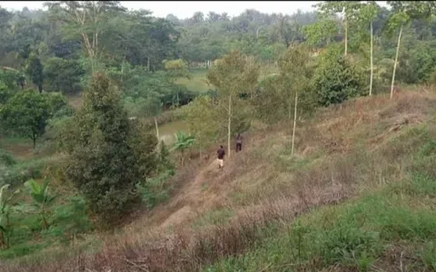 Tanah Ladang Limau Mungkur Dusun Batuk Tah Tj Morawa -T-0072