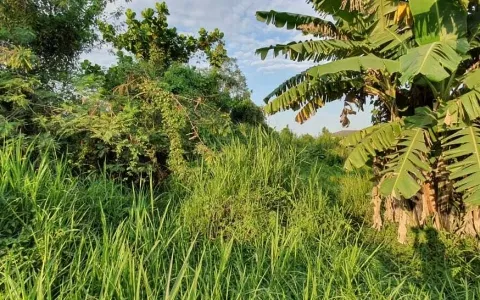 Tanah dari Jl.Besar Hamparan Perak ke marelan,Deli Serdang