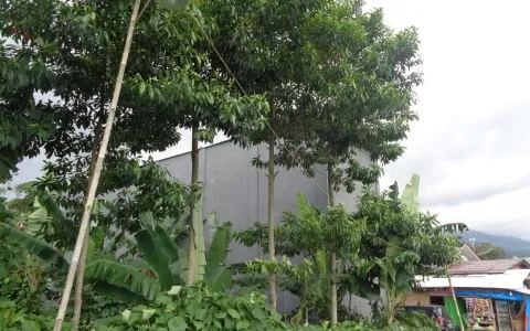 Dijual Rumah Walet Jl.Cidahu Tonggoh,Cicurug,Sukabumi-R-0377