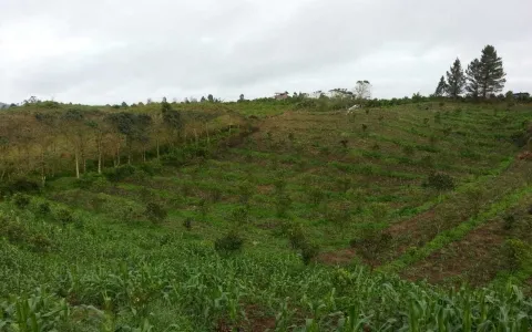 Dijual Tanah Desa Kacinambun di Puncak 2000 Siosar, Kabanjahe
