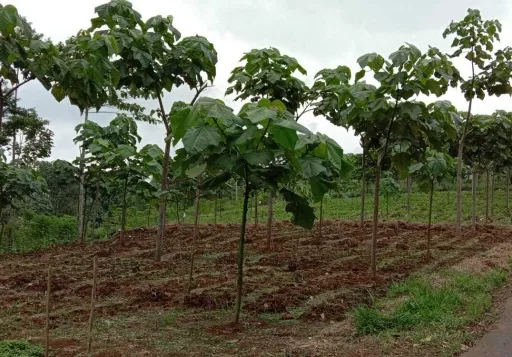 Dijual Tanah / Kebun, Desa Cipasung, Majalengka, Jawa Barat