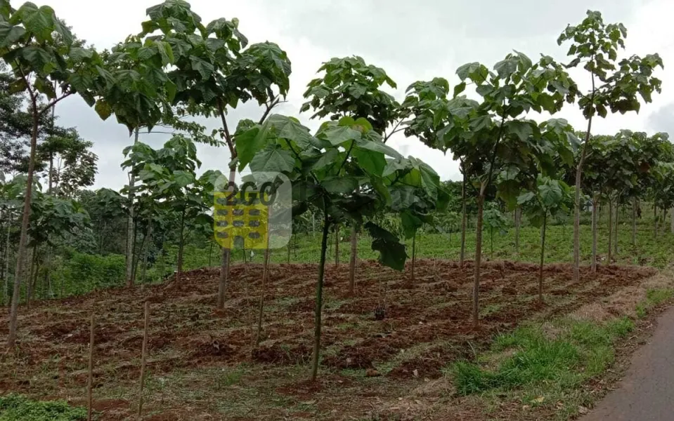 Dijual Tanah / Kebun, Desa Cipasung, Majalengka, Jawa Barat