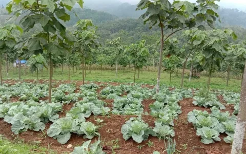 Dijual Tanah / Kebun, Desa Cipasung, Majalengka, Jawa Barat