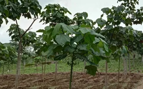 Dijual Tanah / Kebun, Desa Cipasung, Majalengka, Jawa Barat