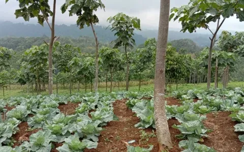 Dijual Tanah / Kebun, Desa Cipasung, Majalengka, Jawa Barat