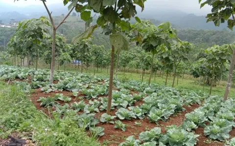 Dijual Tanah / Kebun, Desa Cipasung, Majalengka, Jawa Barat