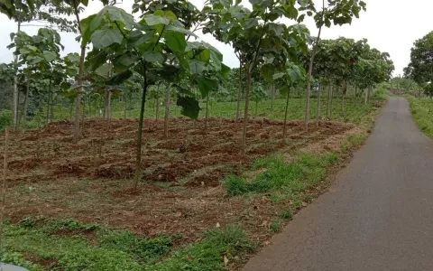 Dijual Tanah / Kebun, Desa Cipasung, Majalengka, Jawa Barat