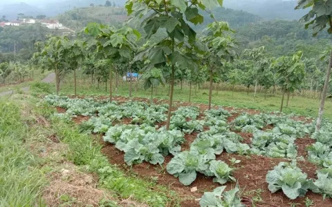 Dijual Tanah / Kebun, Desa Cipasung, Majalengka, Jawa Barat