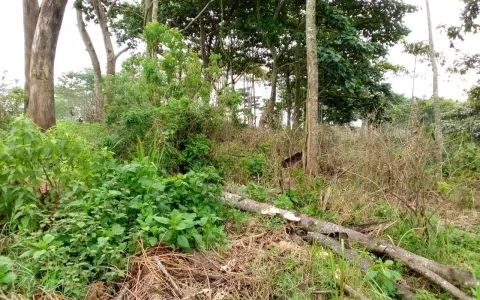 Dijual Tanah / Kebun, Desa Cipasung, Majalengka, Jawa Barat