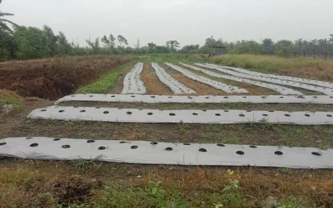 Dijual Gudang Kilang Padi Jl. Besar Ps Bengkel, Serdang Bedagai